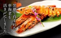 鹿児島県産&nbsp;活き〆冷凍&nbsp;車海老（養殖）3Lサイズ&nbsp;300g（7～9尾）1パック&nbsp;セット