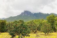 屋久島たんかん精油　3ml