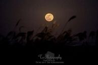 屋久島産精油ブレンド「月のリズムのブレンド精油&nbsp;Full&nbsp;Moon&nbsp;Charge」3ml