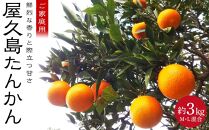 【2027年2月15日以降発送】屋久島たんかん&nbsp;家庭用&nbsp;約3kg（M・Lサイズ混合）＜先行予約／数量限定＞