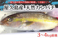 屋久島産&nbsp;天然カンパチ&nbsp;3～4kg前後