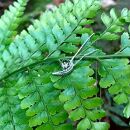 シダ&nbsp;ーpteridophyteー（ネックレス）