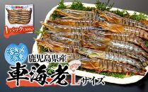 鹿児島県産&nbsp;活き〆冷凍&nbsp;車海老（養殖）Lサイズ&nbsp;300g（14～16尾）1パック&nbsp;セット
