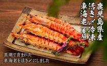 鹿児島県産&nbsp;活き〆冷凍&nbsp;車海老（養殖）Lサイズ&nbsp;300g（14～16尾）1パック&nbsp;セット