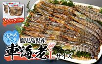 鹿児島県産&nbsp;活き〆冷凍&nbsp;車海老（養殖）Lサイズ&nbsp;計600g（300g&nbsp;14～16尾2パック）セット