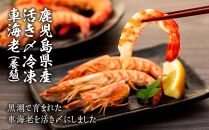 鹿児島県産&nbsp;活き〆冷凍&nbsp;車海老（養殖）Lサイズ&nbsp;計600g（300g&nbsp;14～16尾2パック）セット