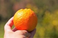 ※品切れ※【先行予約】屋久島たんかんジュース「熟」720ml×1本＜100％の手づくりストレートジュース＞