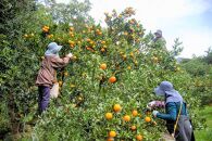 【屋久島特産&nbsp;たんかん&nbsp;の果汁100％】屋久膳たんかん果汁&nbsp;180ml×6本