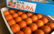 2027年発送&nbsp;屋久島産たんかん&nbsp;約3.5kg・Lサイズ＜先行予約／数量限定＞