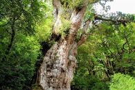 【屋久島町】JTBふるさと旅行クーポン（Eメール発行）（300,000円分）|&nbsp;宿泊券&nbsp;宿泊&nbsp;旅行券&nbsp;観光&nbsp;旅行&nbsp;ホテル&nbsp;クーポン&nbsp;チケット&nbsp;トラベルクーポン&nbsp;トラベル&nbsp;屋久島&nbsp;人気&nbsp;おすすめ&nbsp;鹿児島県&nbsp;屋久島町&nbsp;JTBW030T