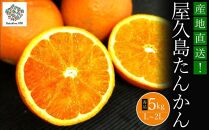 大山果樹園厳選　贈答用&nbsp;屋久島たんかん&nbsp;5kg＜秀品L～2L＞
