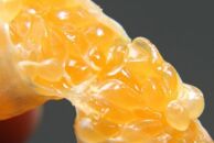 大山果樹園厳選　贈答用&nbsp;屋久島たんかん&nbsp;5kg＜秀品L～2L＞