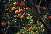 大山果樹園厳選　贈答用&nbsp;屋久島たんかん&nbsp;5kg＜秀品L～2L＞