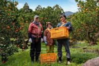 大山果樹園厳選　贈答用&nbsp;屋久島たんかん&nbsp;5kg＜秀品L～2L＞