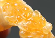 大山果樹園厳選　贈答用&nbsp;屋久島たんかん&nbsp;5kg＜秀品Mサイズ＞