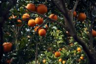 大山果樹園厳選　贈答用&nbsp;屋久島たんかん&nbsp;5kg＜秀品Mサイズ＞