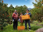 大山果樹園厳選　贈答用&nbsp;屋久島たんかん&nbsp;5kg＜秀品Mサイズ＞
