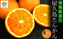 大山果樹園厳選　贈答用&nbsp;屋久島たんかん&nbsp;5kg＜秀品Mサイズ＞
