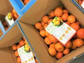 大山果樹園おすすめ&nbsp;屋久島たんかん&nbsp;約5kg【家庭用・良品】