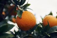 大山果樹園おすすめ&nbsp;屋久島たんかん&nbsp;約5kg【家庭用・良品】