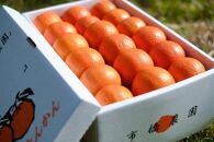 ＜先行予約／数量限定＞【市橋農園】屋久島産たんかん&nbsp;5キロ箱（秀品／贈答用としても)