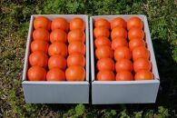 ＜先行予約／数量限定＞【市橋農園】屋久島産たんかん&nbsp;5キロ箱（秀品／贈答用としても)