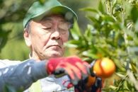 ＜先行予約／数量限定＞【市橋農園】屋久島産たんかん&nbsp;5キロ箱（秀品／贈答用としても)