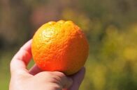 ＜先行予約／数量限定＞【市橋農園】屋久島産たんかん&nbsp;5キロ箱（秀品／贈答用としても)