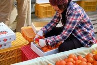 ＜先行予約／数量限定＞【市橋農園】屋久島産たんかん&nbsp;5キロ箱（秀品／贈答用としても)