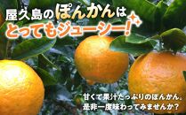2026年&nbsp;屋久島産&nbsp;ぽんかん&nbsp;約5kg・Lサイズ＜先行予約／数量限定＞