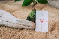 屋久島海塩&nbsp;お浄め塩　10g