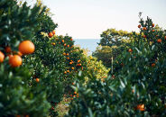 屋久島産たんかんのパンナコッタ6個セット