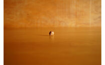 【相良パーティ】屋久杉&nbsp;オブジェ&nbsp;小