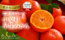 ≪ご褒美ふるーつ≫「小原紅早生みかん」約3kg【2026年12月以降お届け】