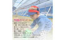 【食べきりサイズ】ご家庭用&nbsp;岡山県産シャインマスカット&nbsp;400g×2パック（計800g）