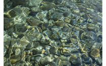 新米予約【令和8年産】南魚沼塩沢産コシヒカリ「然然」　農薬5割減栽培　玄米10kg（5kg&nbsp;x&nbsp;2）【2026年10月上旬より1ヶ月以内に順次発送予定】