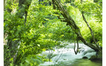 新米予約【令和8年産】【定期便】南魚沼塩沢産コシヒカリ「然然」　農薬5割減栽培　玄米5kg&nbsp;x&nbsp;全12回【2026年10月上旬より1ヶ月以内に順次発送予定】