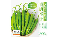 【宮城県産】生青唐辛子&nbsp;龍の尾&nbsp;300gセット（300g×1袋）激辛韓国品種&nbsp;西根の森｜太良衛門