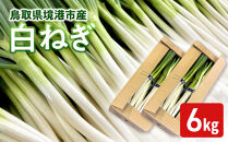 ＜11月上旬～4月下旬発送予定＞白ねぎ(6kg)&nbsp;【鳥取県&nbsp;境港市】