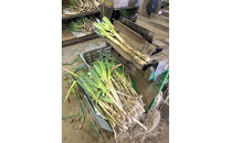 ＜11月上旬～4月下旬発送予定＞白ねぎ(9kg)&nbsp;|&nbsp;白ねぎ&nbsp;白ネギ&nbsp;長ねぎ&nbsp;長ネギ&nbsp;野菜&nbsp;国産野菜&nbsp;産地直送&nbsp;新鮮&nbsp;甘い&nbsp;やわらかい&nbsp;大容量&nbsp;まとめ買い&nbsp;保存&nbsp;冷蔵&nbsp;鍋料理&nbsp;すき焼き&nbsp;味噌汁&nbsp;薬味&nbsp;焼きねぎ&nbsp;炒め物&nbsp;食材&nbsp;家庭用&nbsp;業務用&nbsp;お取り寄せ&nbsp;グルメ&nbsp;人気&nbsp;おすすめ&nbsp;鳥取県&nbsp;境港市
