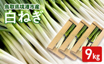 ＜11月上旬～4月下旬発送予定＞白ねぎ(9kg)&nbsp;【鳥取県&nbsp;境港市】