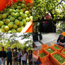 【母の日】天星の梅酒　紡ぐ【町内産無農薬南高梅仕込み】