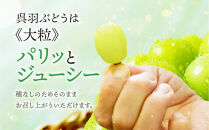 【先行予約】呉羽ぶどう　シャインマスカット＆ピオーネセット（各１房&nbsp;計約1～1.2kg）