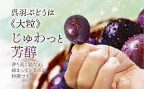 【先行予約】呉羽ぶどう　シャインマスカット＆ピオーネセット（各１房&nbsp;計約1～1.2kg）