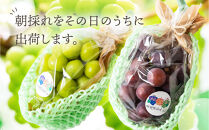 【先行予約】呉羽ぶどう　シャインマスカット＆ピオーネセット（各１房&nbsp;計約1～1.2kg）