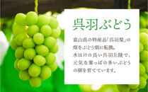 【先行予約】呉羽ぶどう　シャインマスカット＆ピオーネセット（各１房&nbsp;計約1～1.2kg）