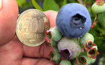 ブルーベリーミックス500g(125g×4パック)