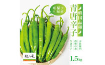 【宮城県産】生青唐辛子&nbsp;龍の尾&nbsp;1.5kgセット（500g×3袋）激辛韓国品種&nbsp;西根の森｜太良衛門