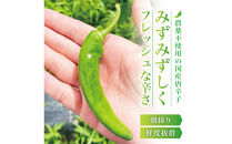 【宮城県産】生青唐辛子&nbsp;龍の尾&nbsp;1.5kgセット（500g×3袋）激辛韓国品種&nbsp;西根の森｜太良衛門