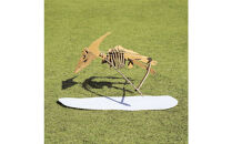 【Qumu】大型ダンボール骨格標本キット　プテラノドン